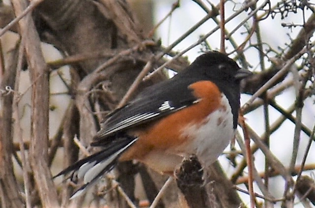 pipilo rudooký - ML150926811