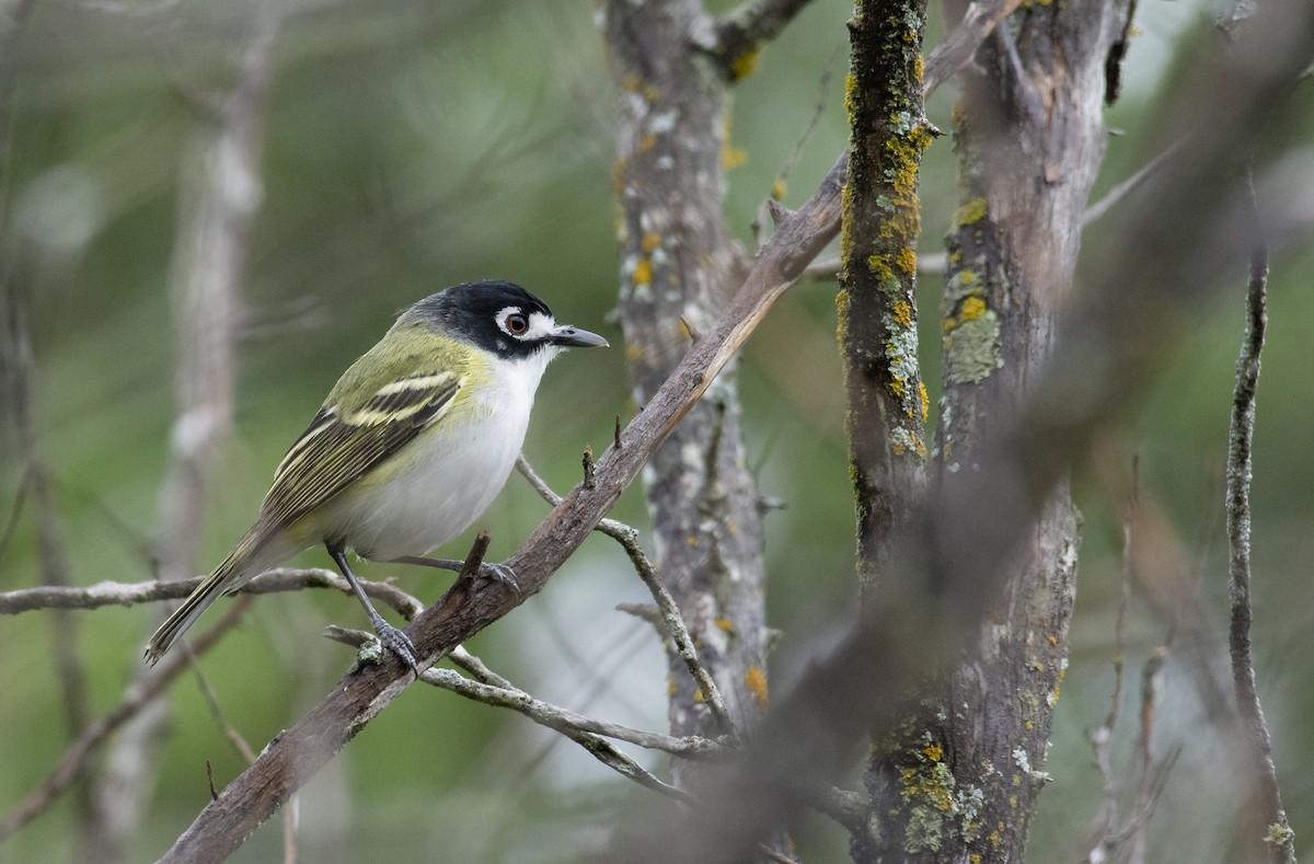 Vireo Cabecinegro - ML150927051