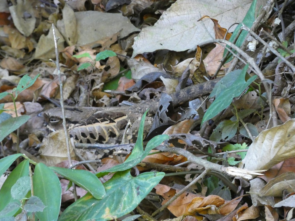 Common Pauraque - Pauline Binetruy