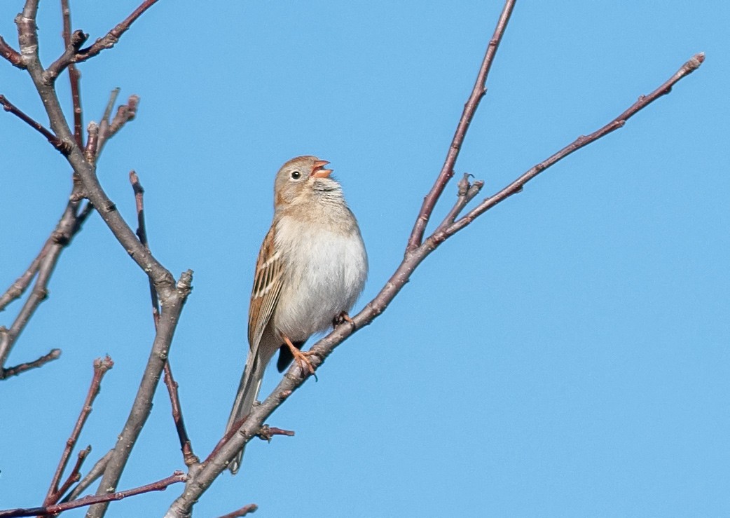 Field Sparrow - ML150928511