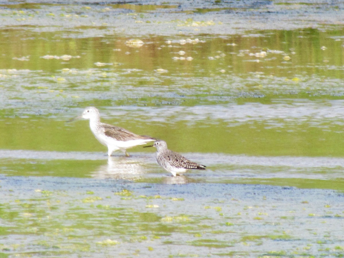 Lesser Yellowlegs - ML150928851