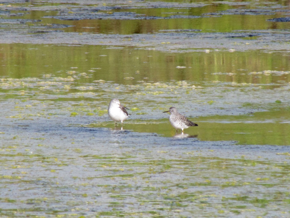 Lesser Yellowlegs - ML150928871