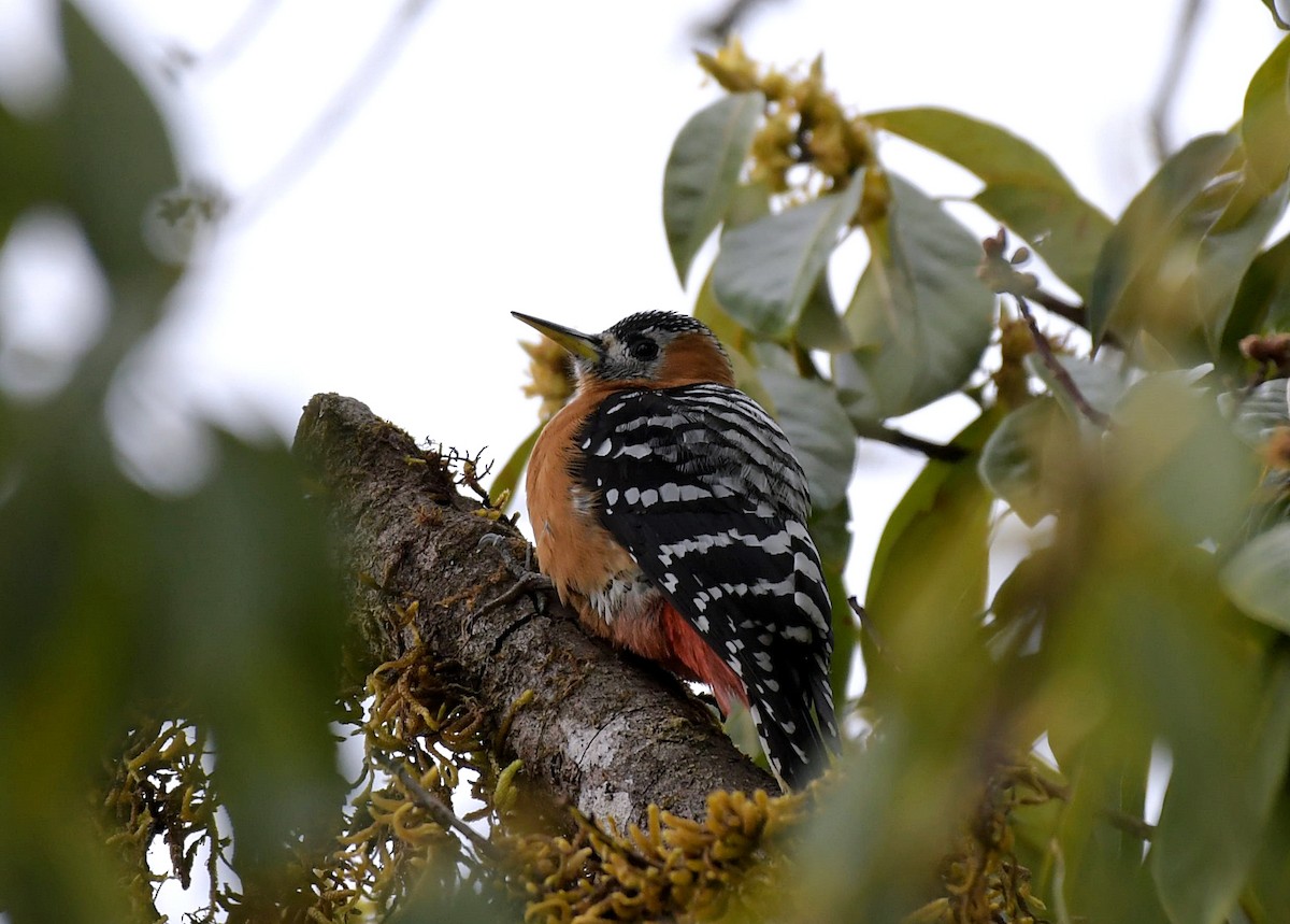 Rufous-bellied Woodpecker - David Provencher