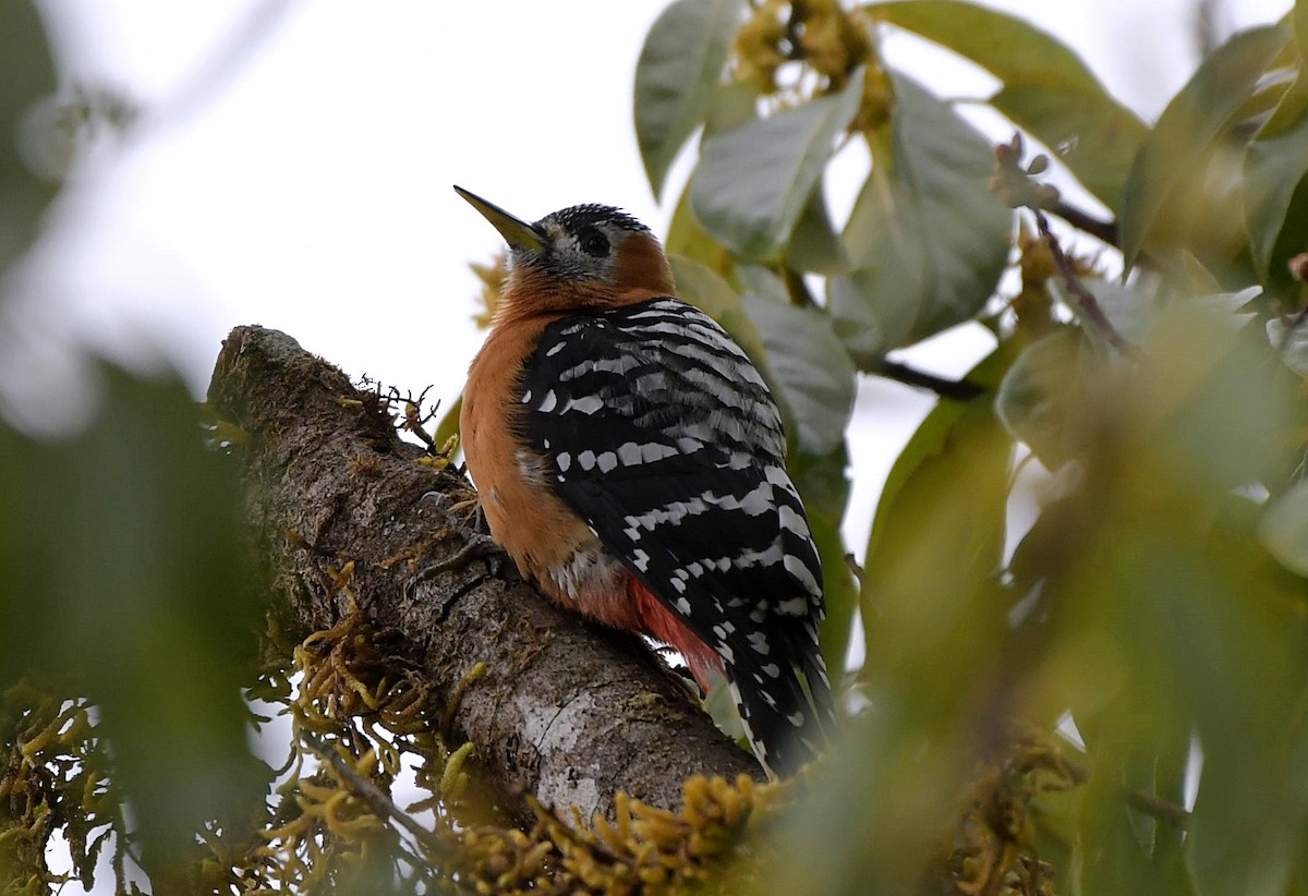 Rufous-bellied Woodpecker - David Provencher