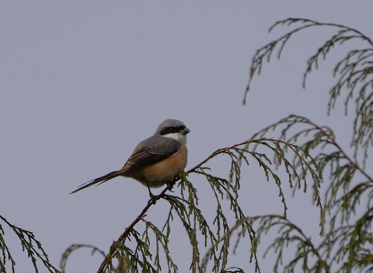 Gray-backed Shrike - ML150929771