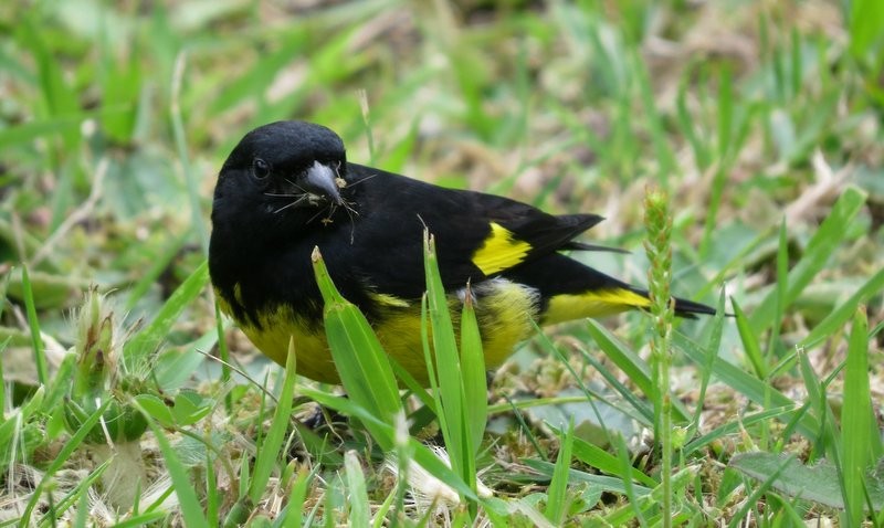 Yellow-bellied Siskin - ML150931361