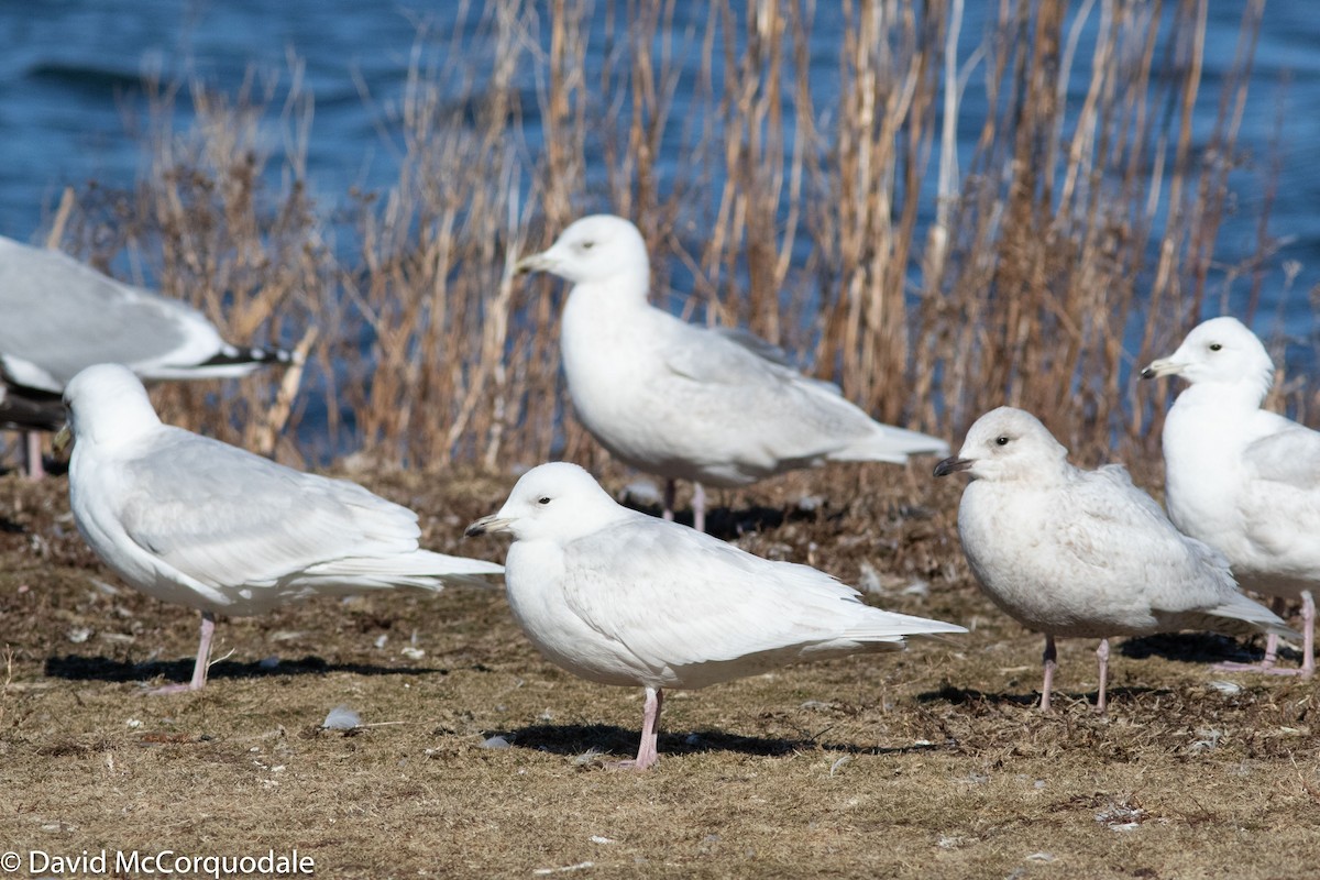 Iceland Gull (kumlieni) - ML150931661