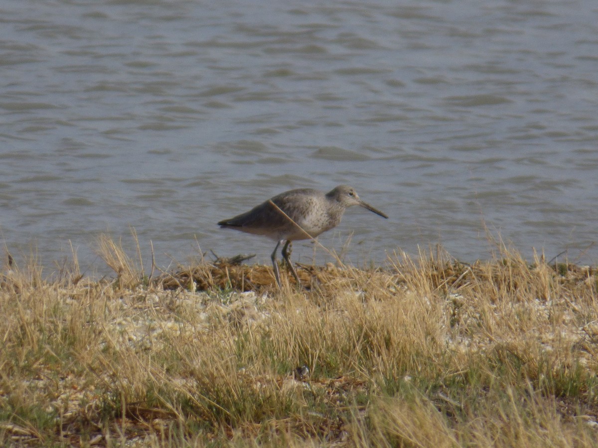 Willet - Amanda Walker