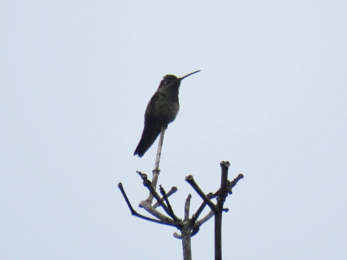 kolibřík skvostný - ML150933021