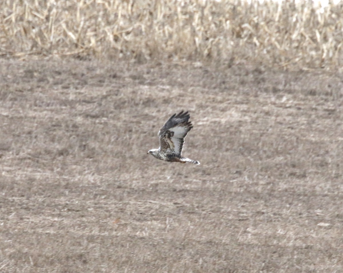 Rough-legged Hawk - Scott Sneed