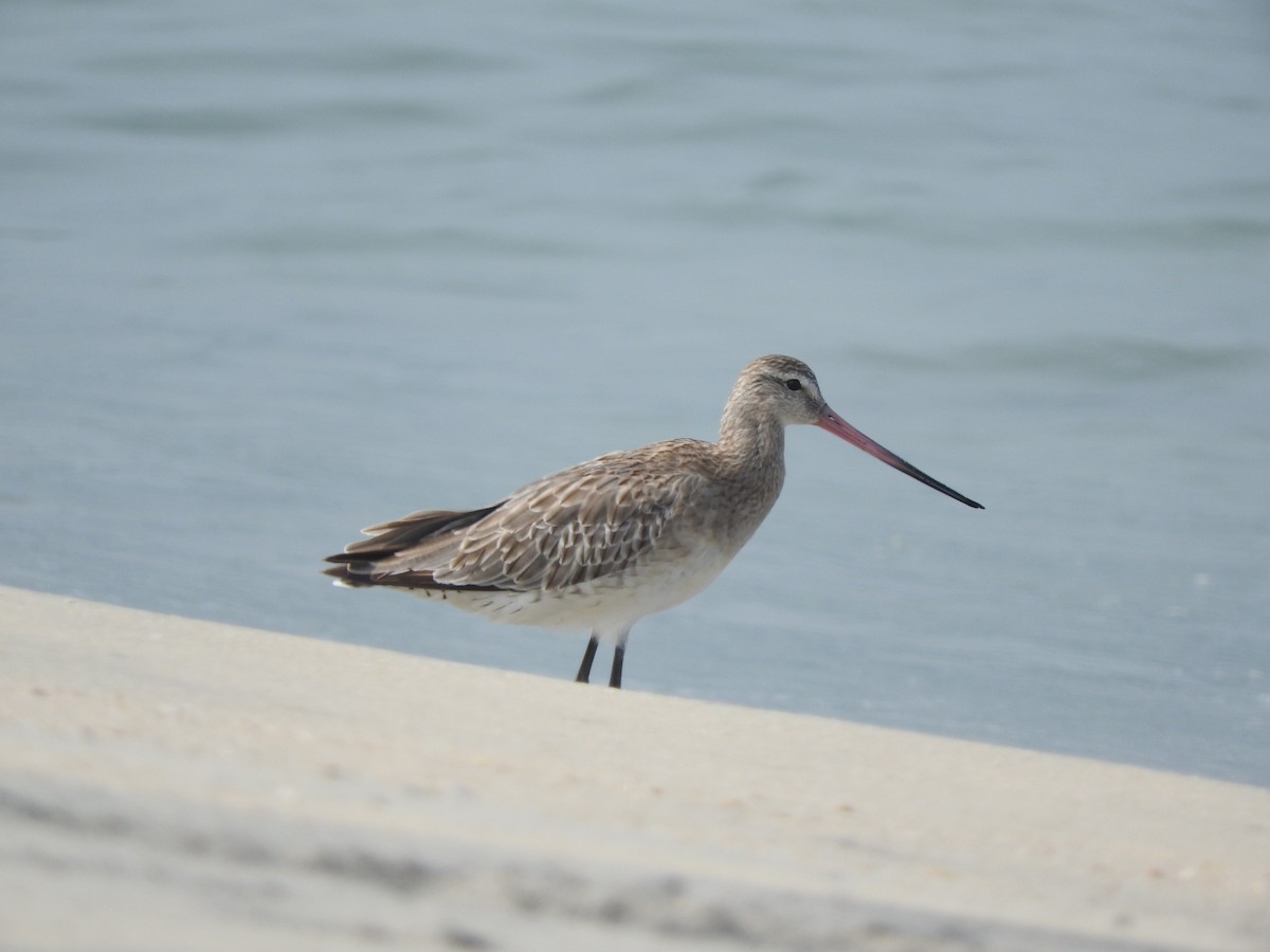 Bar-tailed Godwit - Kausthubh K Nair