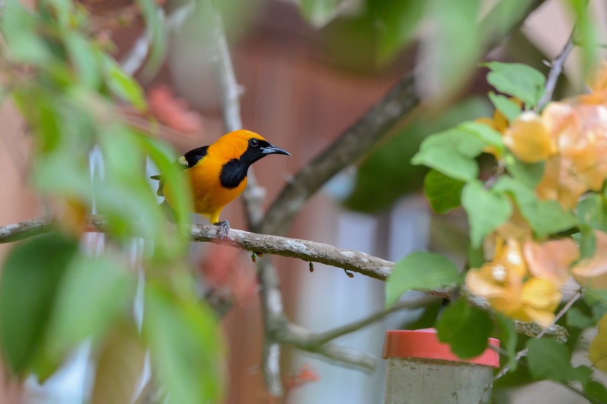 Hooded Oriole - Erik Martin