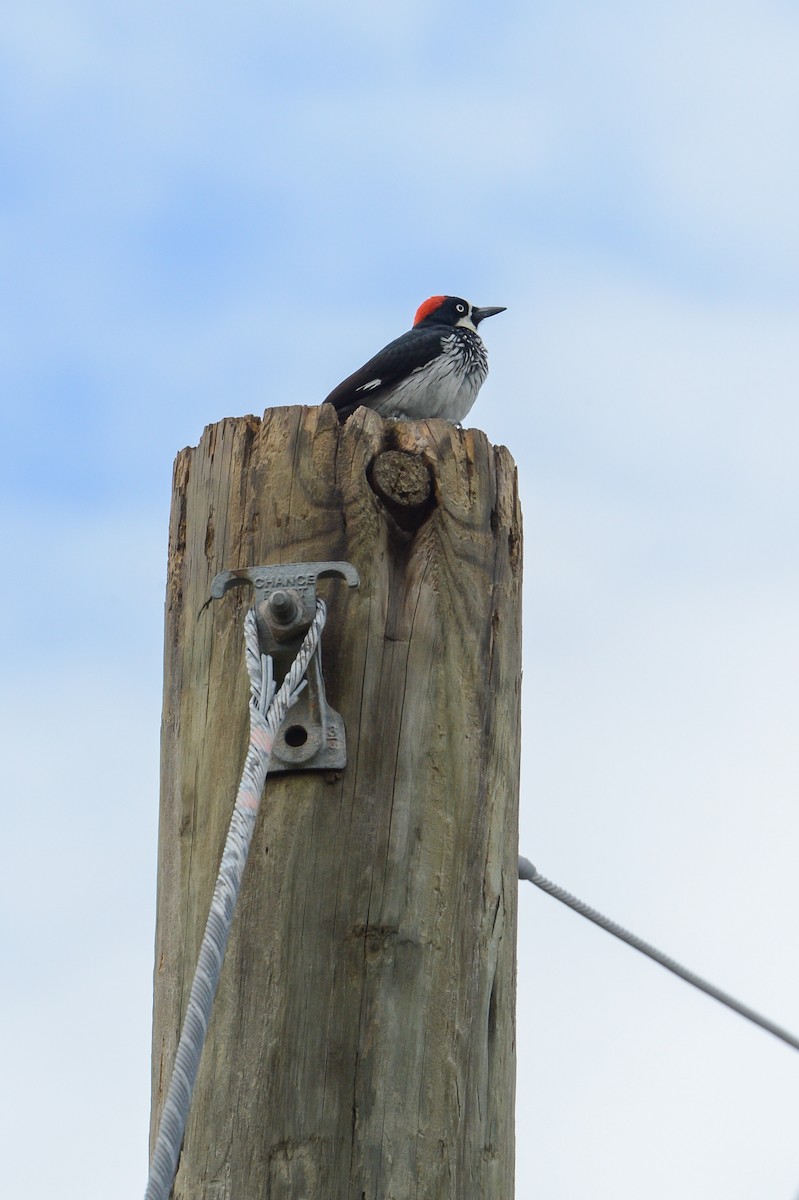 Acorn Woodpecker - ML150934501