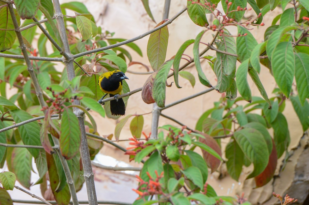 Black-cowled Oriole - ML150934601