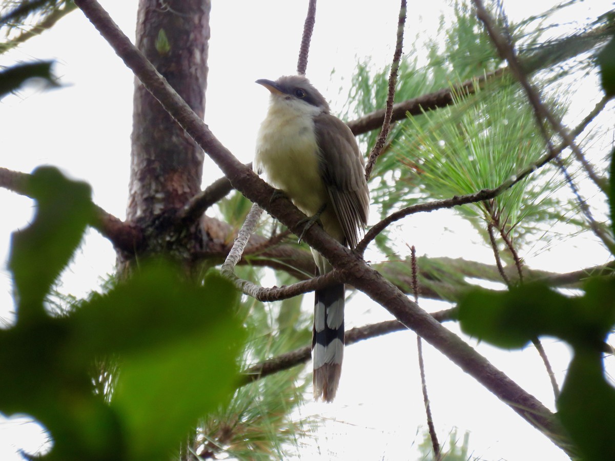 Mangrove Cuckoo - ML150934851