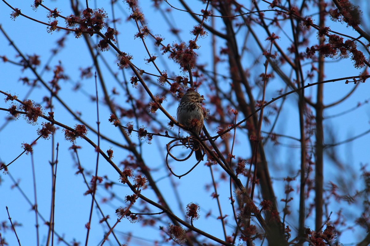 Song Sparrow - ML150935341