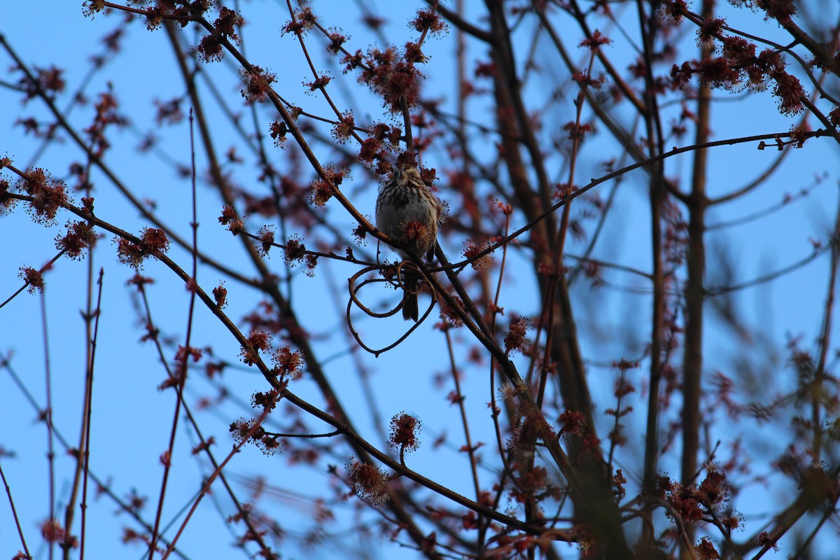 Song Sparrow - ML150935391