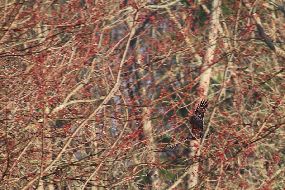 Red-shouldered Hawk - ML150935491