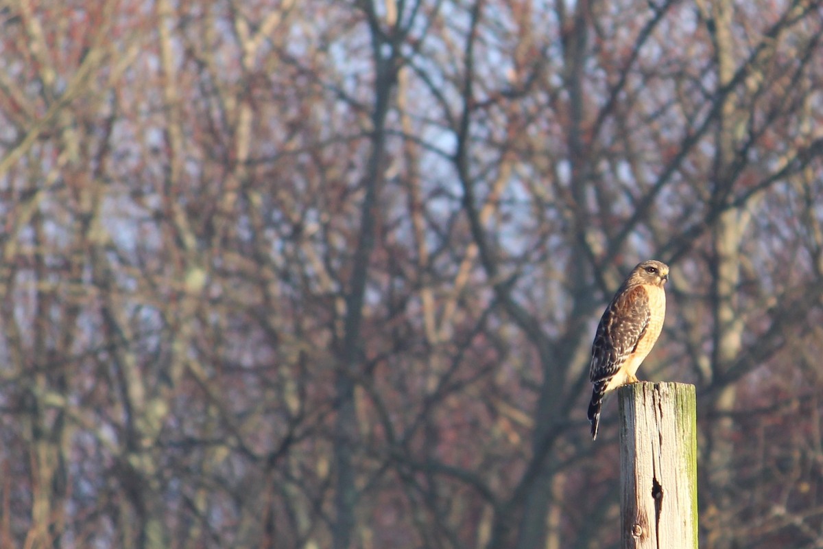 Red-shouldered Hawk - ML150935661