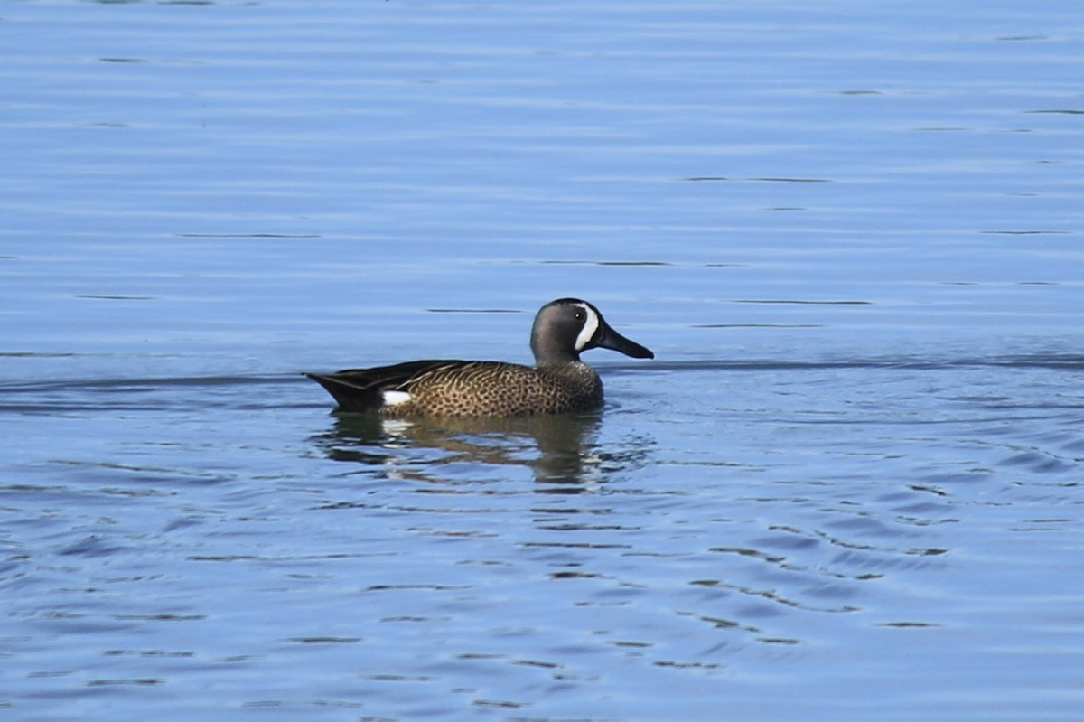 Blue-winged Teal - ML150935891