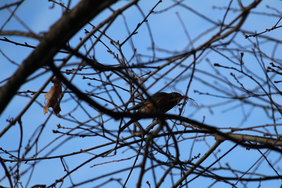 American Robin - ML150935921