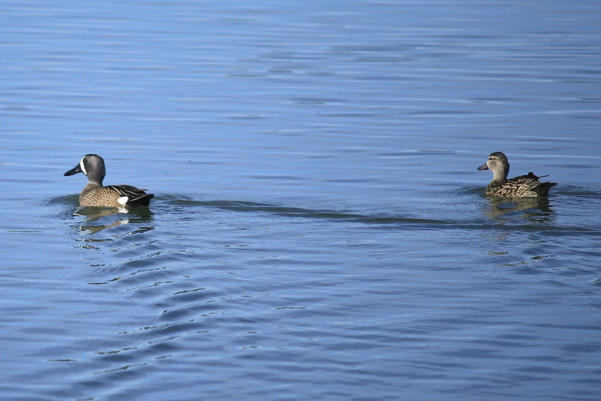 Blue-winged Teal - ML150935931