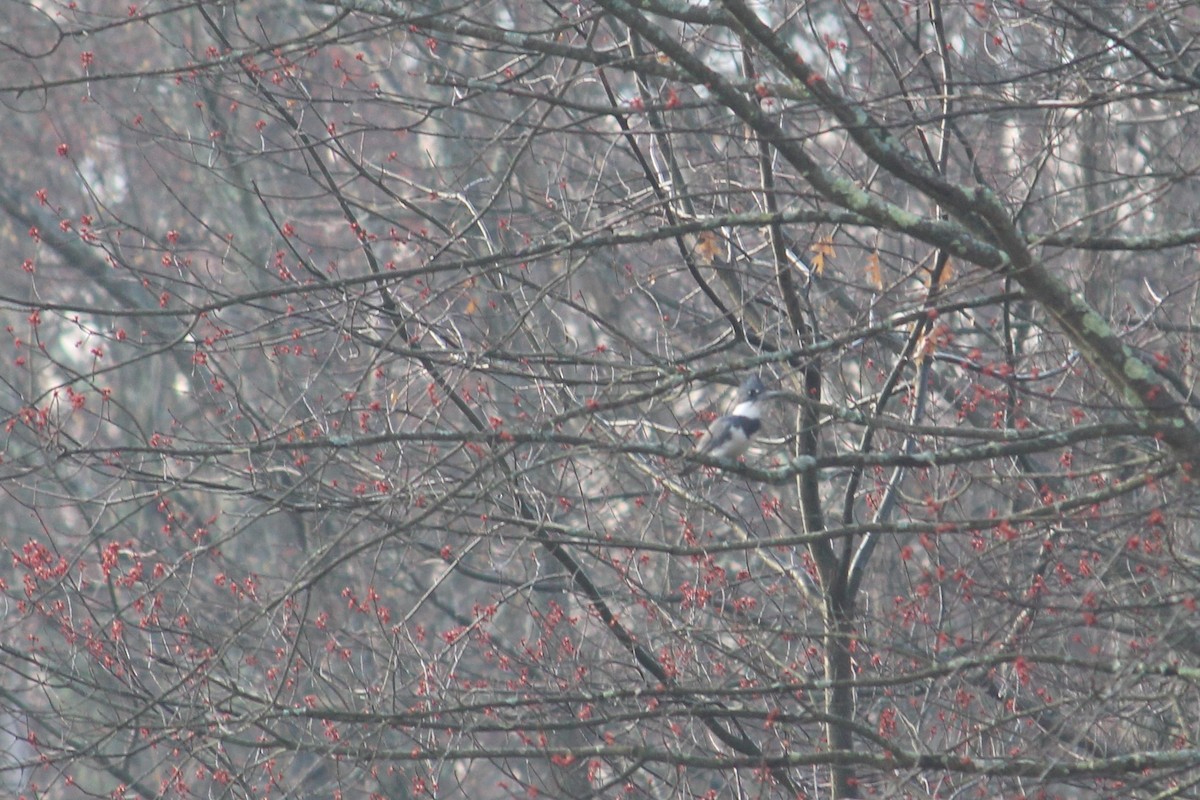 Belted Kingfisher - ML150936151