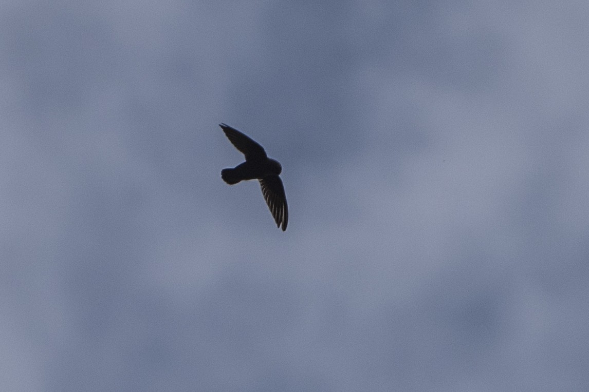 Great Dusky Swift - ML150936561