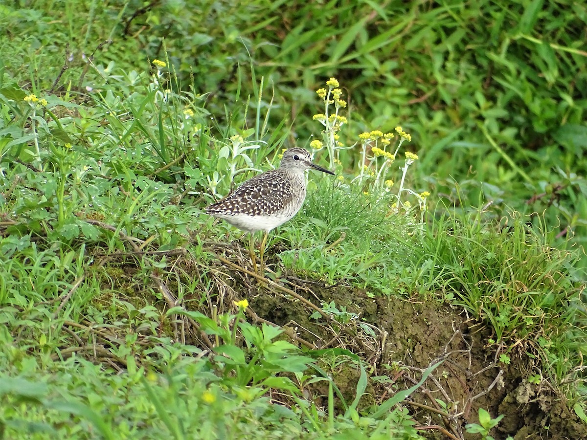 Wood Sandpiper - u7 Liao