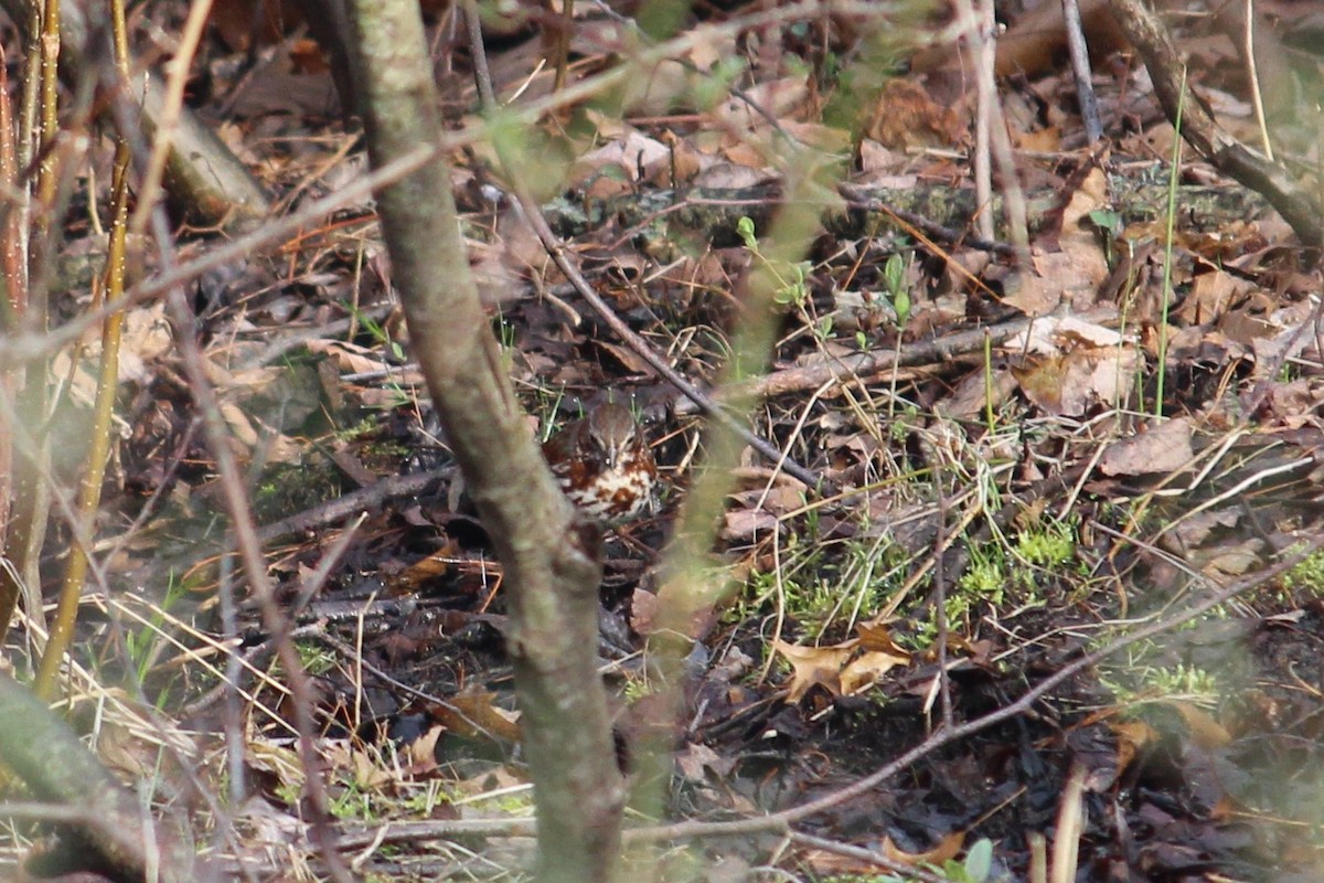 Fox Sparrow - ML150937441