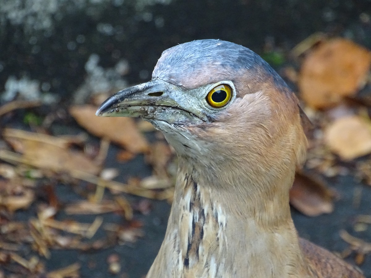 Malayan Night Heron - ML150938131