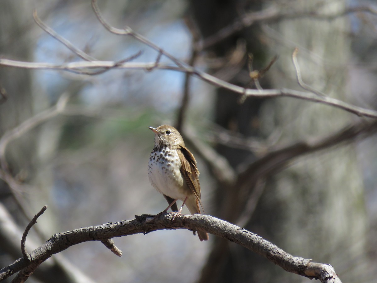 Hermit Thrush - ML150938171