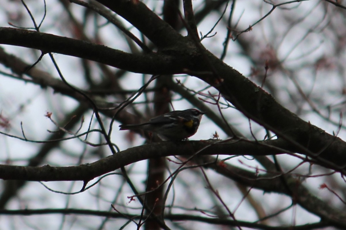 Yellow-rumped Warbler - Dorina Ademi