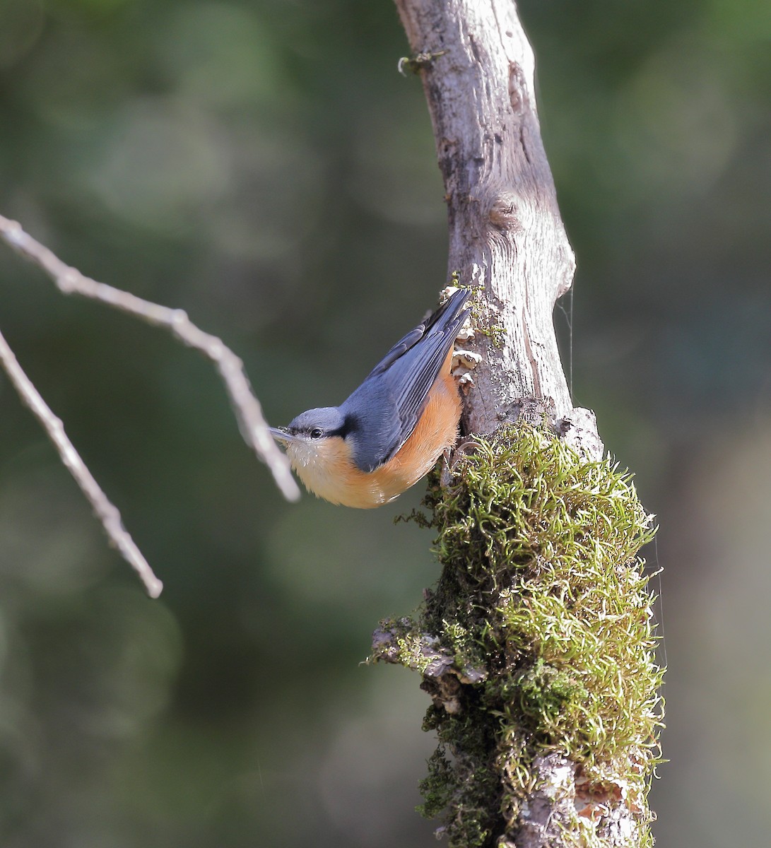 White-tailed Nuthatch - ML150939321