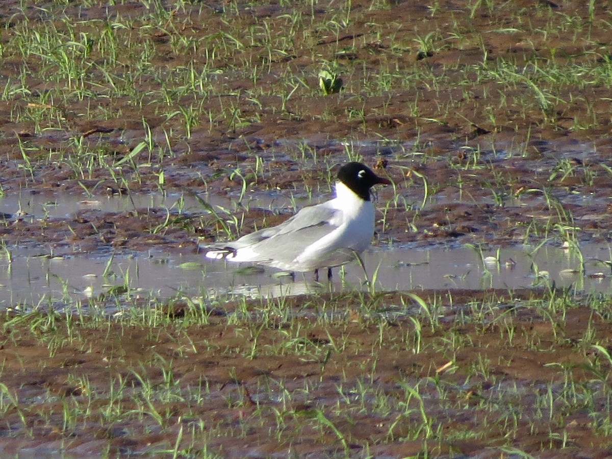 Franklin's Gull - ML150939751