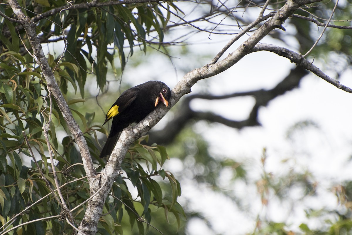 Cotinga Negro - ML150940161