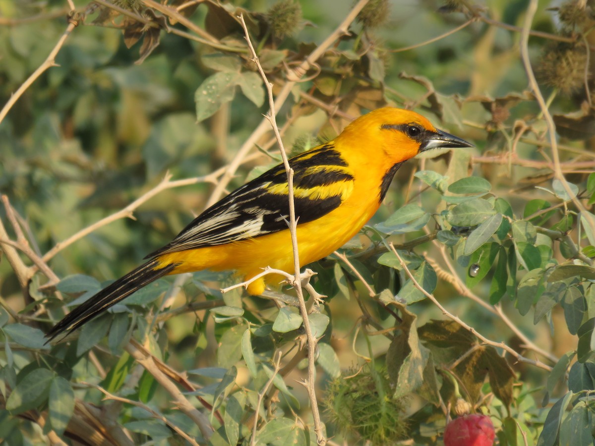 Streak-backed Oriole - ML150940971