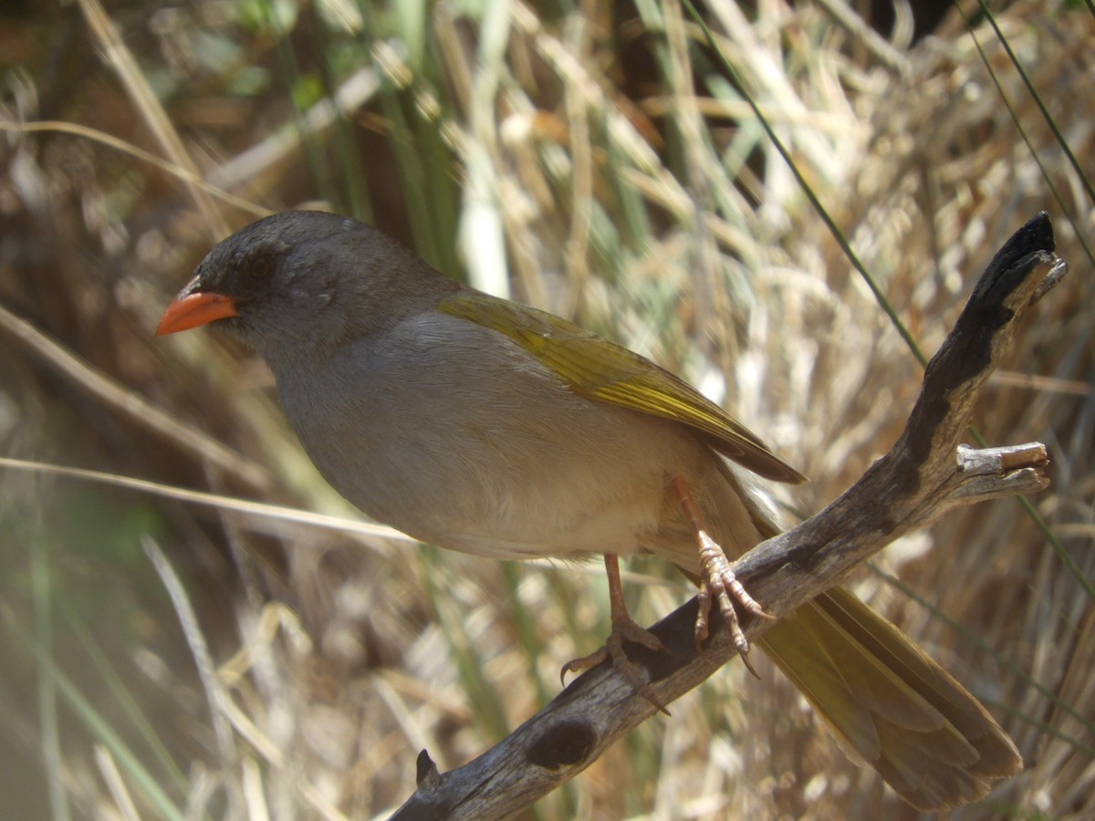 Great Pampa-Finch - ML150941681