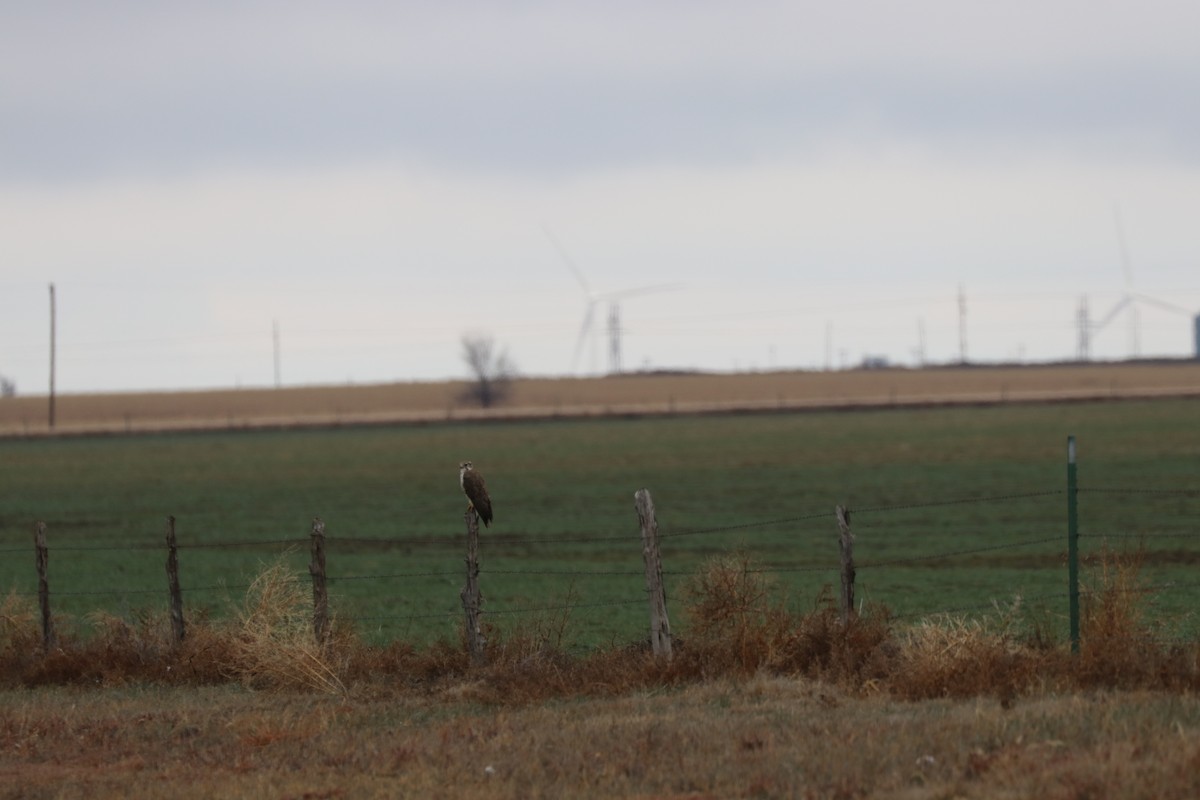 Prairie Falcon - ML150941951