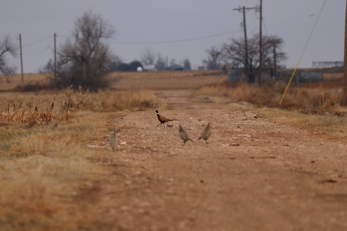 Ring-necked Pheasant - ML150942211