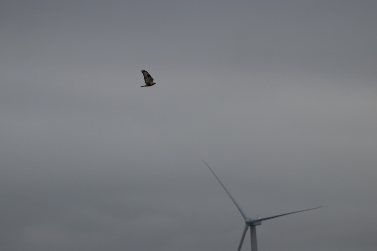 Rough-legged Hawk - ML150942551