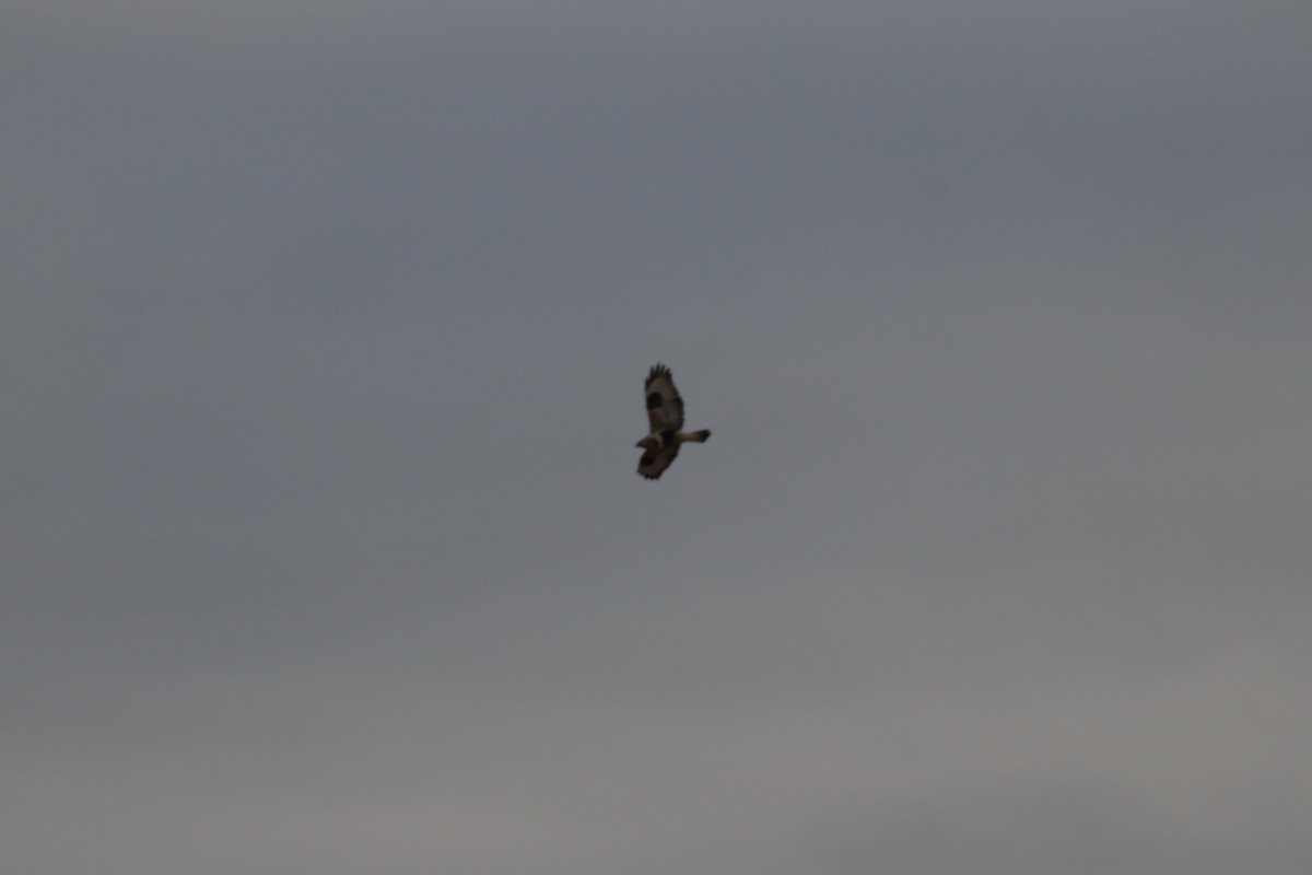 Rough-legged Hawk - ML150942611