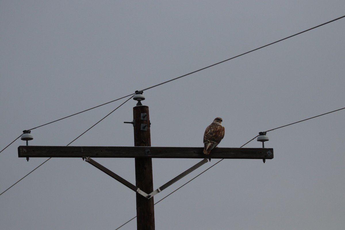 Ferruginous Hawk - K Dean Edwards