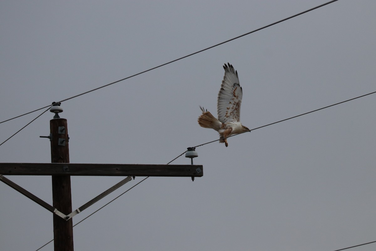 Ferruginous Hawk - ML150942731