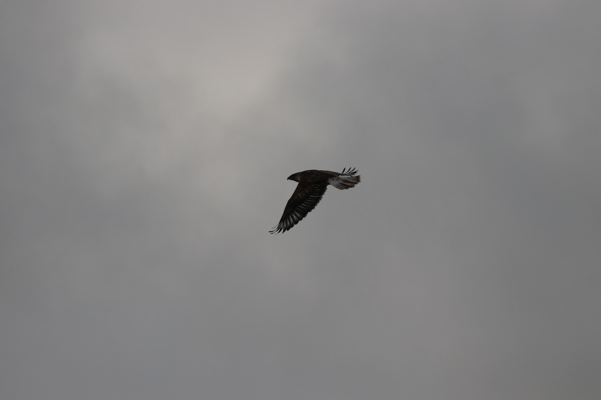 Ferruginous Hawk - K Dean Edwards