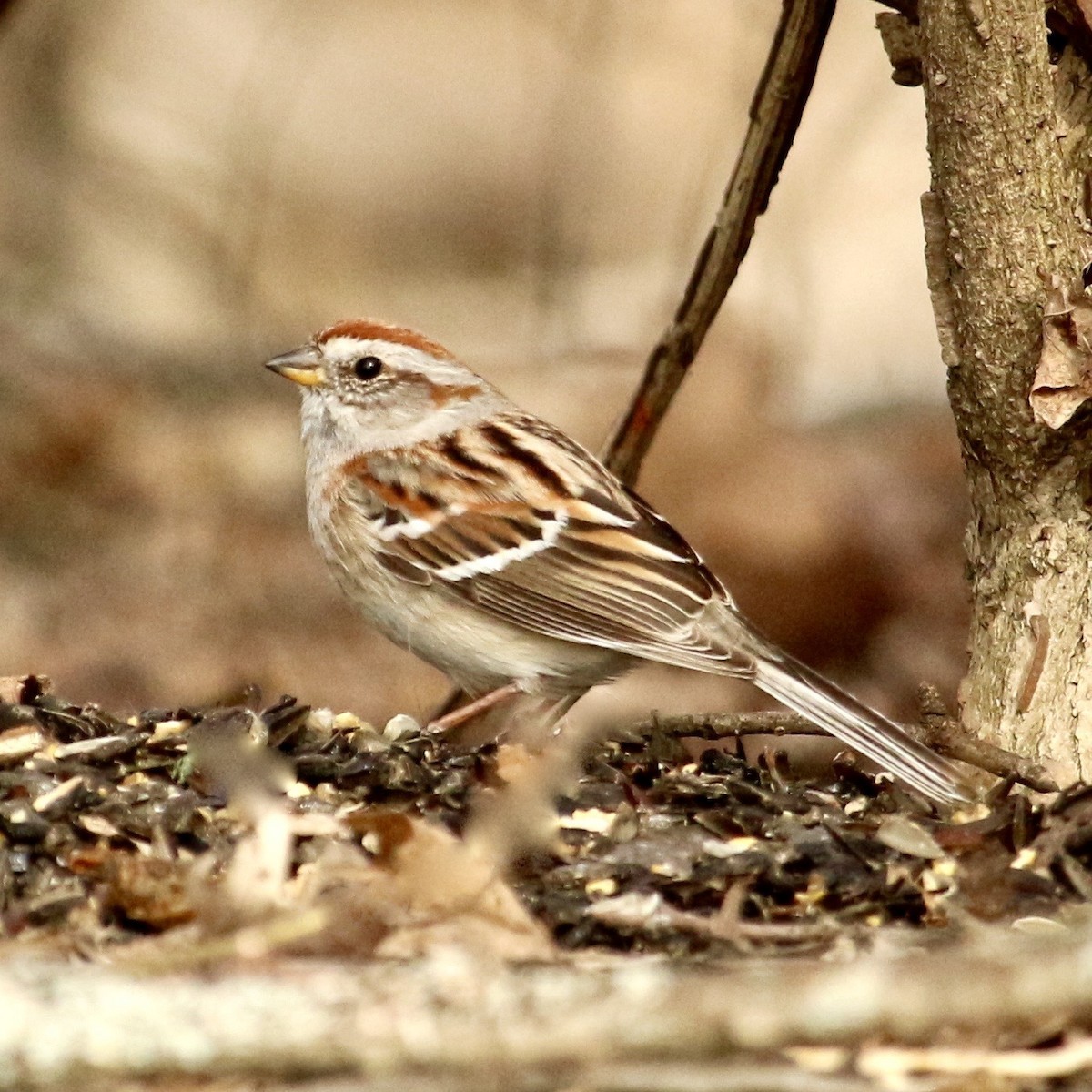 American Tree Sparrow - ML150943361