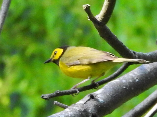 Hooded Warbler - ML150943421