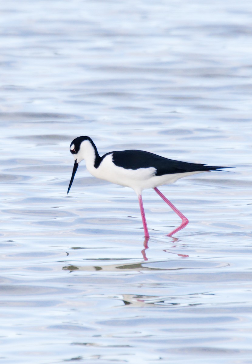 Black-necked Stilt (Black-necked) - ML150945221