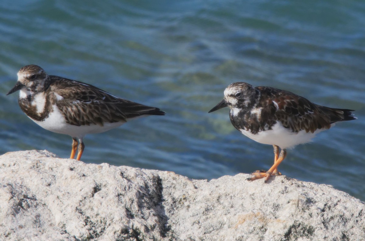 Ruddy Turnstone - ML150945331