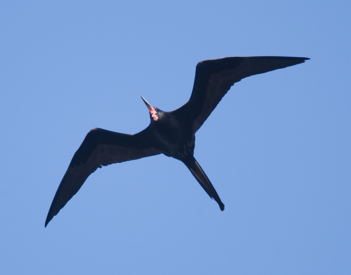 Magnificent Frigatebird - ML150945671